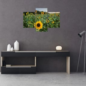Tablou - Câmpul de floarea-soarelui II. (90x60 cm)