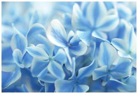Fototapet flori cerești de hortensie