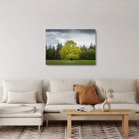 Tablou pe sticlă - Copac verde în câmp (70x50 cm)