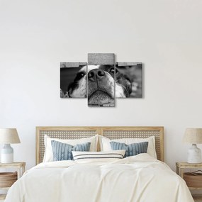 Tablou cu câine (90x60 cm)
