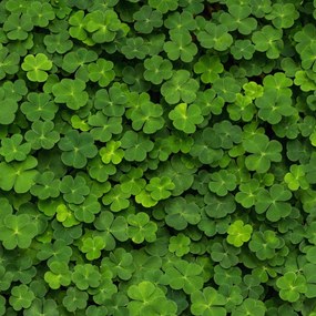 Fototapet, 3D Clover, Rebel Walls