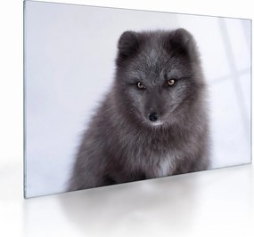 Tablou pe sticlă cu vulpe polară (70x50 cm)