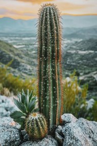 Mauro Ferretti Pictura Pe Panza, Cu Rama, Cactus -A- Cm 60X4X88 | Aosom Romania