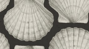 Fototapet, Shells, Graphite, Rebel Walls