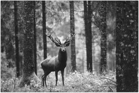 Tablou - Căprioare in pădure 2,alb-negru (90x60 cm)