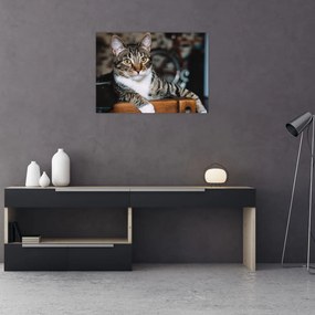 Tablou pe sticlă cu pisica (70x50 cm)