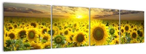 Tablouri - floarea-soarelui (160x40cm)