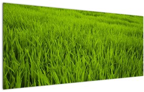Tablou cu iaraba (120x50 cm)
