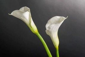 Aranjament floral mediu design LUX CILINDRO CALLA