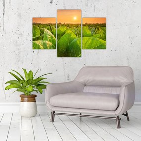 Tablou - Câmp (90x60 cm)