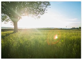 Tablou cu lunca în vară (70x50 cm)