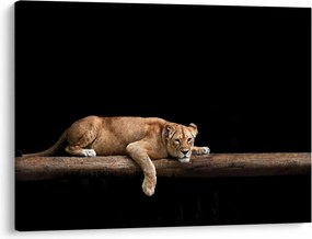 Tablou - Lioness (70x50 cm)