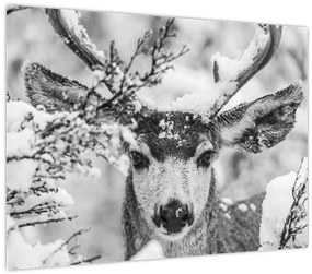 Tablou pe sticlă - Cerb în timpul iernii (70x50 cm)