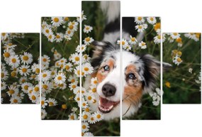 Tablou - Ciobănesc australian (150x105 cm)