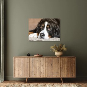 Tablou pe sticlă cu câine (70x50 cm)