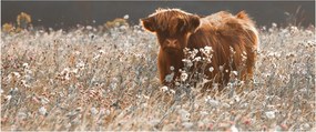 Tablou - Vacă scoțiană (120x50 cm)