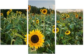 Tablou - Câmpul de floarea-soarelui II. (90x60 cm)