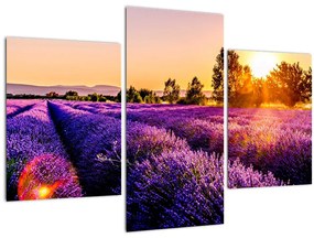 Tablou cu câmp de lavanda (90x60 cm)