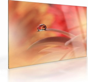Tablou pe sticlă picăturii de rouă pe floare (70x50 cm)