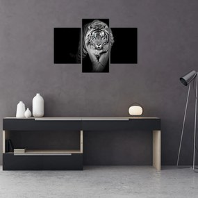 Tablou - Tigru cu ochi albaștri (90x60 cm)