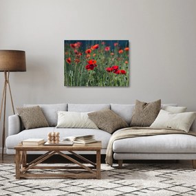 Tablou pe sticlă - Lunca cu maci (70x50 cm)