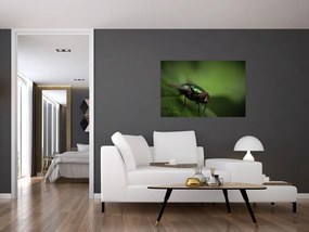 Tablou - Musca (90x60 cm)