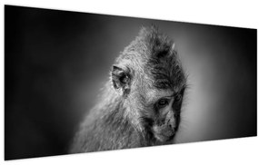 Tablou - Maimuță (120x50 cm)
