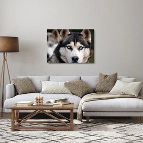 Tablou pe sticlă cu câinele husky (70x50 cm)