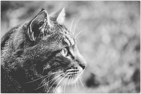 Tablou - Pisica (90x60 cm)