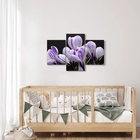 Tablou - Crocus violet (90x60 cm)