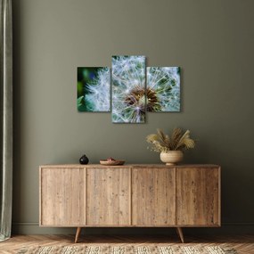 Tabloul cu păpădie desflorit (90x60 cm)