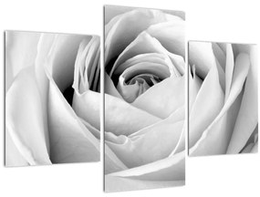 Tablou - Detailu de floare de trandafir (90x60 cm)