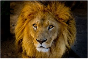 Tablou - Portret de leu (90x60 cm)