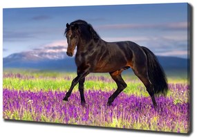Tablou pe pânză canvas Un cal într-un câmp de lavandă