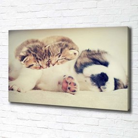 Print pe canvas Două pisici și un câine