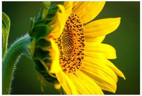 Fototapet floarea-soarelui