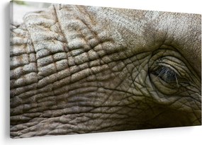 Tablou - Prim-planul ochiului de elefant vechi (90x60 cm)