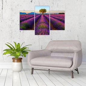 Tablou - Câmp de lavandă (90x60 cm)