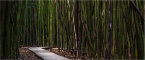Tablou - Între bambus (120x50 cm)