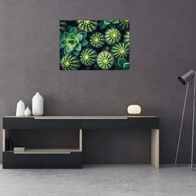 Tablou pe sticlă - Cactuși (70x50 cm)
