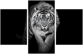 Tablou - Tigru cu ochi albaștri (90x60 cm)