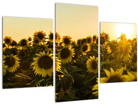 Tablou cu lan de floarea soarelui (90x60 cm)
