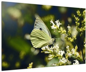 Tablou cu fluture (90x60 cm)