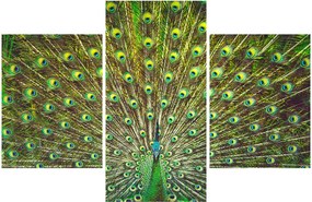Tablou - Peacock (90x60 cm)