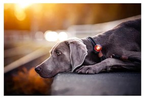 Lanternă LED pentru zgardă Amber – Orbiloc