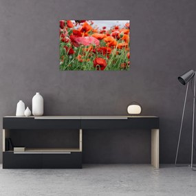 Tablou pe sticlă din câmp cu maci (70x50 cm)