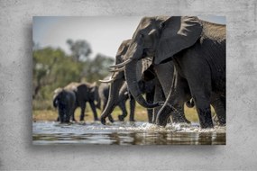 Tapet Premium Canvas - Elefanti in parau