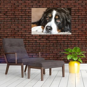 Tablou cu câine (90x60 cm)