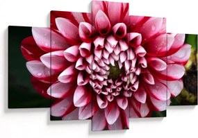 Tablou cu dalie roz (150x105 cm)