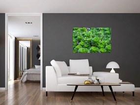 Tablou - Aloe (90x60 cm)